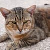 Katzenfreundlicher Kater Flick