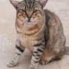Katzenfreundlicher Kater Flick