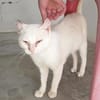 Liebevoller, verschmuster Kater Paco