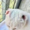 Liebevoller, verschmuster Kater Paco