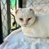 Liebevoller, verschmuster Kater Paco