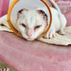 Liebevoller, verschmuster Kater Paco