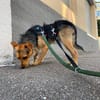 Austin  verschmust, neugierig und lebensfroh