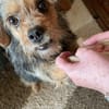 Notfell CHARLIE sucht neues Zuhause