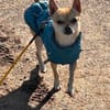 MONET  kleiner Chihuahua mit riesengroßem Herzen sucht
