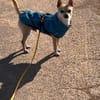 MONET  kleiner Chihuahua mit riesengroßem Herzen sucht