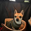 MONET  kleiner Chihuahua mit riesengroßem Herzen sucht