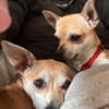 MONET  kleiner Chihuahua mit riesengroßem Herzen sucht