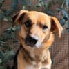 Theo - freundlicher Herzenshund sucht sein Zuhause