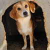 Lucy mit kleinem Handicap sucht