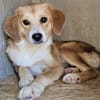 Lucy mit kleinem Handicap sucht