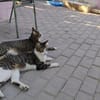 Hübsches Geschwisterpaar Princesa und Gordo
