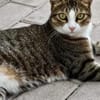 Hübsches Geschwisterpaar Princesa und Gordo