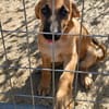 Thalia (die Blühende) sucht den passenden Garten