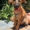 Thalia (die Blühende) sucht den passenden Garten