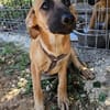 Thalia (die Blühende) sucht den passenden Garten