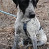 Münsterländer Mix Mädchen Zoe