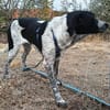 Münsterländer Mix Mädchen Zoe