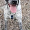 Münsterländer Mix Mädchen Zoe