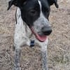 Münsterländer Mix Mädchen Zoe