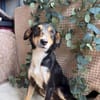 Elsa - liebevolle Hündin sucht ein Zuhause