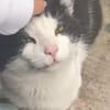 Herzenskater Papi im Rheingau