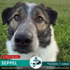 SEPPEL - 2024 auf PS in 78532 Tuttlingen