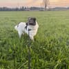 SEPPEL - 2024 auf PS in 78532 Tuttlingen