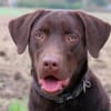 KODA (réservé)