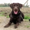 KODA (réservé)