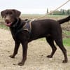 KODA (réservé)