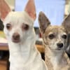 PIPPA ET PERLE
