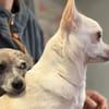 PIPPA ET PERLE