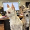 PERLE ET PIPPA
