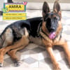 AMIRA
