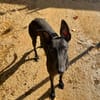 HATHOR (Animalea)
