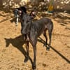 HATHOR (Animalea)