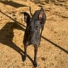 HATHOR (Animalea)