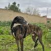 KODA (Animalea)