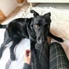 Labrador-Mix-Schmusehündin Darcy bei München (Tierschutz)