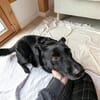 Labrador-Mix-Schmusehündin Darcy bei München (Tierschutz)