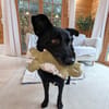 Labrador-Mix-Schmusehündin Darcy bei München (Tierschutz)
