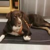 Chups eine hübsche liebevolle Labrador/ Aussie Hündin