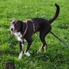 Chups eine hübsche liebevolle Labrador/ Aussie Hündin