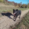 ❤ Manni auf der Suche nach seinem Für-immer-Zuhause 🐾