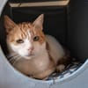 Ragu sucht ruhiges Zuhause