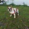 Pupi - Senior sucht sein Für-immer-Zuhause