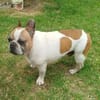 Pupi - Senior sucht sein Für-immer-Zuhause