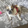 Pupi - Senior sucht sein Für-immer-Zuhause