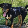 Käpten Balou sucht seine Crew